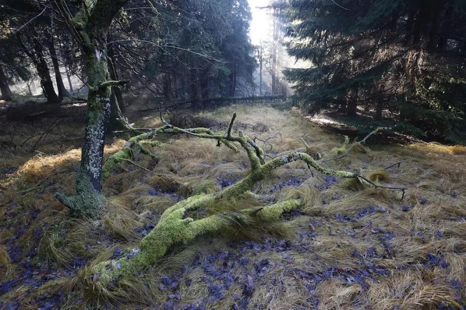 Wellness Pension Iveta Žacléř 외부 사진
